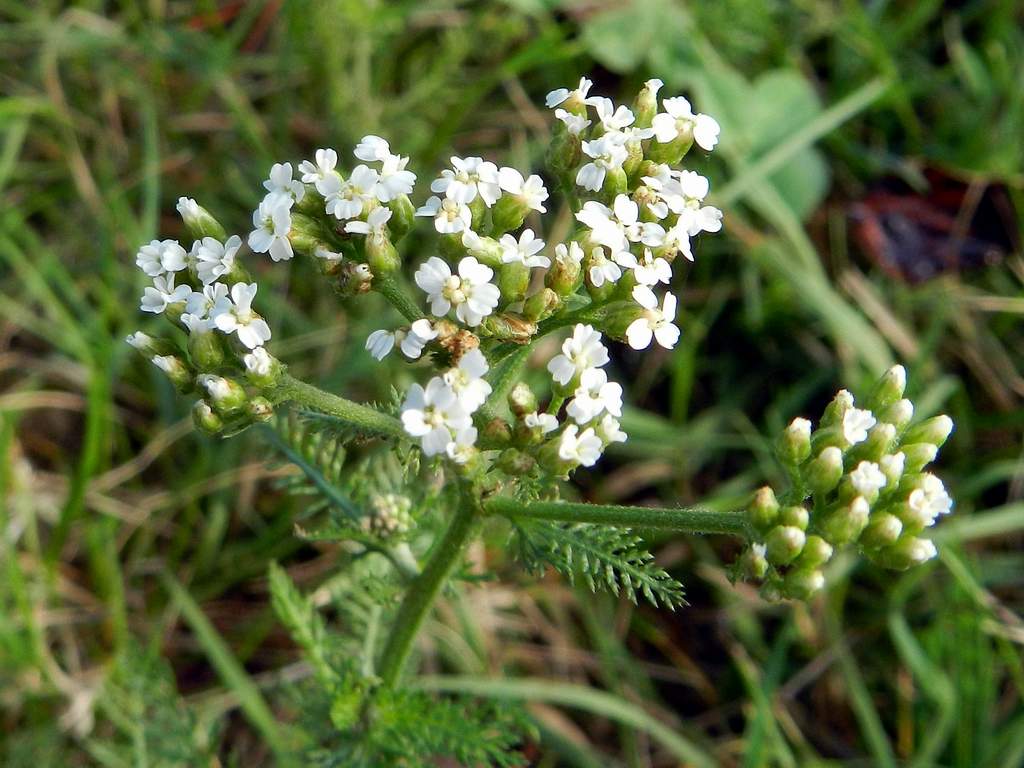 Achillea sp.